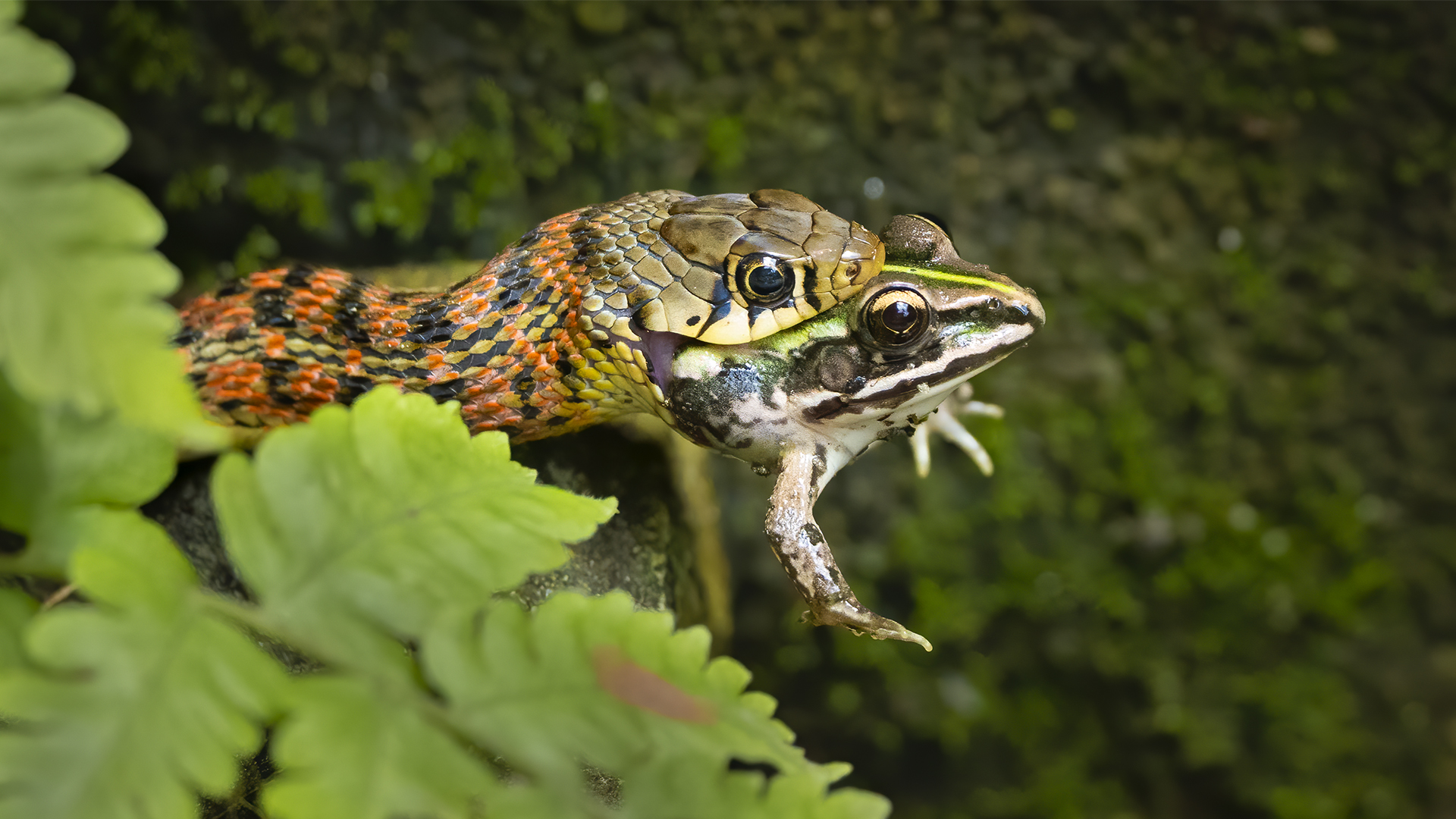 A Buff striped keelback with its kill Bangladesh bullfrog, at Dalgaon, Assam, India  WWW.NEJIBAHMED.COM .jpg